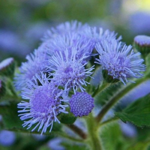 Pufuleti albastri (0,1 g), seminte Ageratum mexicanum, planta decorativa anuala, flori delicate, albastre, Agrosem