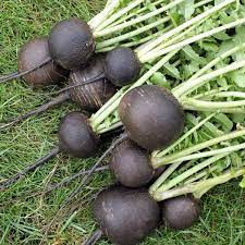 Ridiche neagra Nero Tondo d'Inverno (6 g), seminte ridiche neagra de iarna, crocanta, usor picanta, Prima Sementi - Img 1
