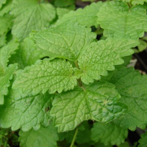 Roinita (1 g) seminte planta aromatica medicinala perena Melissa officinalis, lamaita parfumata, Kertimag