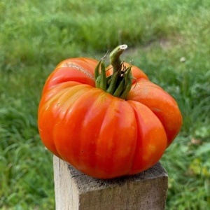Rosii Beefmaster F1 (0,3 g) seminte hibrid nedeterminat de tomate gigant, carnoase, ferme, dulci, rezistente, Prima Sementi - Img 5