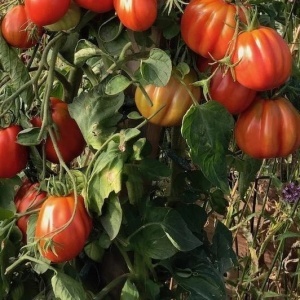 Rosii Canestrino (0,3 g) seminte soi nedeterminat traditional italian, tomate mari, costate, aroma intensa, Prima Sementi - Img 2