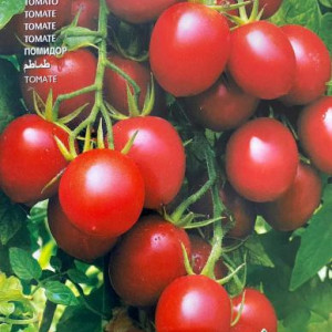 Rosii cherry Principe Borghese (2 g), seminte soi italian semideterminat, tomate cherry gust deosebit, Raci Sementi - Img 2