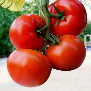 Rosii Kecskemeti Jubileum (0,5 g), seminte soi semitimpuriu semideterminat, tomate excelente pentru bulion, Kertimag