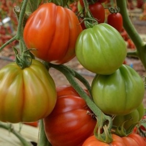 Rosii Pearson sel d'Albenga F1 (0,3 g) seminte tomate mari, usor costate, pulpa ferma cu gust autentic, hibrid italian nedeterminat, Prima Sementi - Img 4
