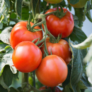 Rosii Saint Pierre (0,7 g), seminte soi semitimpuriu nedeterminat, tomate rotunde, ferme, Prima Sementi - Img 2