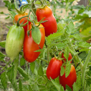 Rosii San Marzano (0,5 g) seminte tomate soi semitimpuriu, crestere determinata, pentru pasta de tomate, Opal - Img 2