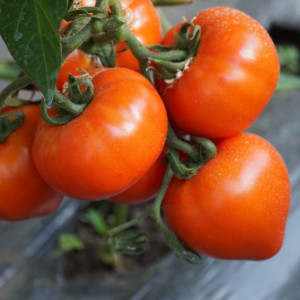 Rosii Zaraza (1000 sem), seminte soi determinat romanesc, tomate mari, gust foarte bun, Patru Agro - Img 3