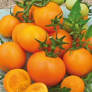 Rosii Zloty Ozarowsky (0,2 g), seminte soi semitimpuriu nedeterminat, tomate portocalii foarte gustoase, Agrosem