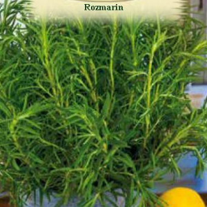 Rozmarin (0,05 g), seminte planta medicinala si aromatica Rozmarinus officinalis, Agrosem - Img 2