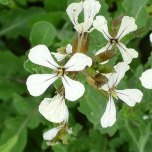 Rucola (2 g) seminte Rucola de gradina Eruca sativa, aroma specifica piperata, Kertimag - Img 2