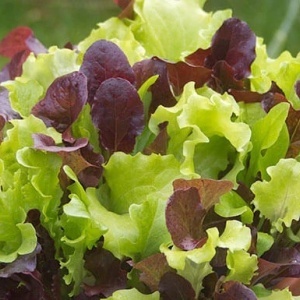 Salata Baby Leaf Trio (3 g) seminte mix salate de frunze, recoltare continua, Kertimag - Img 2