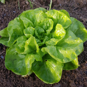 Salata de iarna Imperial Winter (2,5 g), seminte soi salata frunze verzi, fine, crocante, Agrosem