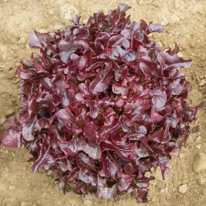 Salata Frunza de Stejar rosie (2 g) seminte salata cu frunze ondulate, fragede, capatani compacte, Opal