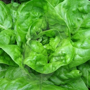 Salata Iulia (1 g) seminte soi romanesc salata pentru trei anotimpuri, productivitate ridicata, Patru Agro