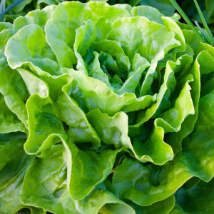 Salata Kagraner Sommer 2 (6 g), seminte soi rezistent la caldura, frunze fragede, suculente, Raci Sementi - Img 1