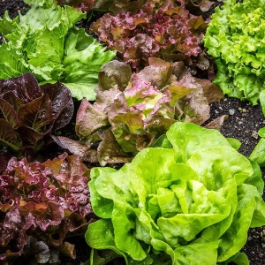Salata mix Mieszanka Odmian (1,5 g) seminte mix de diferite salate, culori si gusturi diferite, Legutko