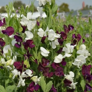 Sangele Voinicului Night & Day (3 g) seminte Lathyrus odoratus catarator, flori foarte parfumate visiniu cu alb, Legutko