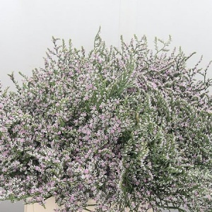 Saraturica perena (0,2 g) seminte Limonium tataricum, flori albe pentru uscare si stancarii, Kertimag
