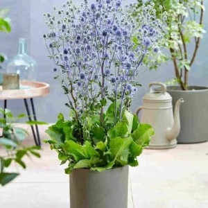 Scai Vânăt albastru-violet metalic în ghiveci