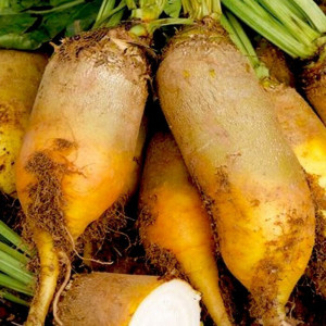 Sfecla furajera Ursus Poly (50 g), seminte soi productiv, rezistent la boli si daunatori, Agrosem