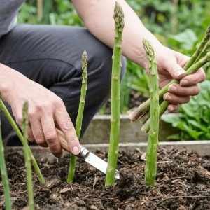 Sparanghel Mary Washington (1 g) seminte Asparagus officinalis, soi peren traditional, rezistent, Kertimag - Img 3