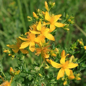 Sunatoare (0,1 g), seminte planta medicinala si aromatica perena Hypericum perforatum, utilizare medicinala, cosmetica, Agrosem - Img 1