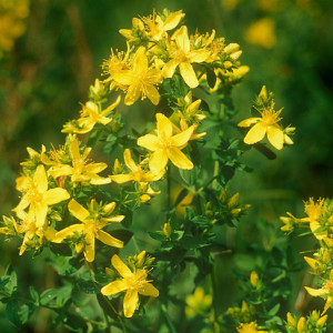 Sunatoare (0,5 g) seminte planta aromatica medicinala, flori galbene, Opal - Img 2