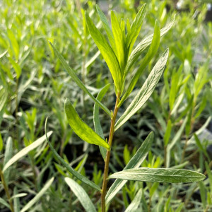 Tarhon (0,2 g) seminte planta aromatica perena, aroma puternica, Opal