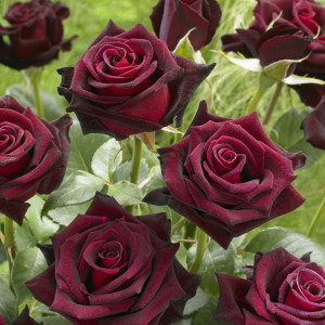 Trandafir Black Baccara (1 butas), trandafiri pepiniera, flori compacte, culoare rosu foarte inchis - Img 4