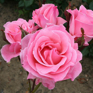 Trandafir Queen of England (1 butas), trandafiri premiati, flori mari, roz fin, parfum deosebit, Yurta - Img 1
