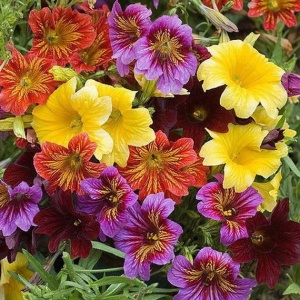 Trompetuta mix (0,5 g) seminte Salpiglossis sinuata, flori forma palnie, culori stralucitoare, Kertimag - Img 2
