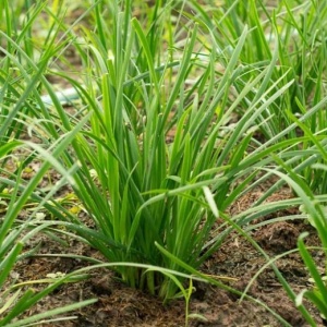 Usturoi de frunze - Szczypiorek czosnkowy (1 g) seminte Allium tuberosum cu aroma de usturoi, Legutko - Img 2