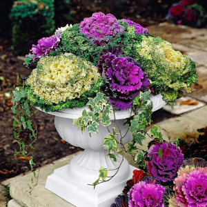 Varza decorativa amestec de culori (0,5 g), seminte plante ornamentale anuale Brassica oleracea, frunze colorate, Kertimag - Img 2