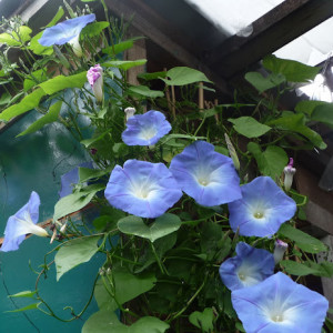 Zorele urcatoare albastru deschis (2 g), seminte planta ornamentală Ipomoea tricolor cataratoare, Kertimag - Img 3