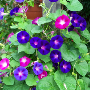 Zorele urcatoare amestec de culori (2 g), seminte planta ornamentala Ipomoea purpurea cataratoare, Kertimag - Img 2