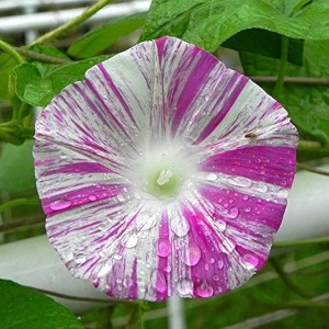 Zorele urcatoare Arlequin (1 g) seminte Ipomoea purpurea cataratoare, flori superbe dungate, Legutko - Img 2