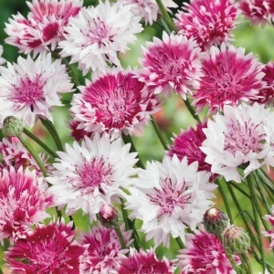 Albastrele Classic Romantic - Chaber Blawatek (1 g) seminte Centaurea cyanus cu flori in nuante de roz, Legutko