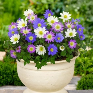 Anemone Blanda mixed (15 bulbi) bulbi anemone delicate, flori asemanatoare margaretelor, diverse culori, Kertimag - Img 3