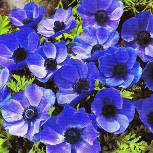 Anemone de Caen Mr. Fokker (10 bulbi) bulbi anemone cu flori mari, albastru-violet intens, Kertimag
