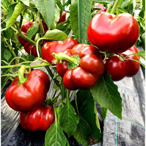 Ardei gogosar Topepo Rosso (1 g), seminte gogosar soi semitardiv, crestere determinata, fructe dulci, Agrosem