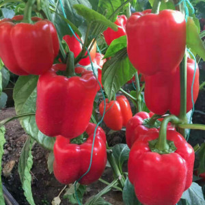 Ardei gras Blocky Red (0,7 g), seminte ardei rosu soi semitimpuriu, fructe mari, zemoase, Prima Sementi - Img 3