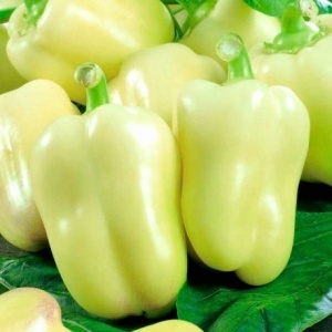 Ardei gras Ducu (0,5 g) seminte ardei soi romanesc semitimpuriu, pulpa groasa, suculenta, Mefim Agro