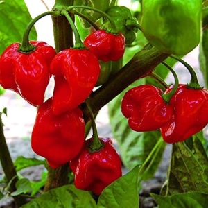 Ardei iute Habanero rosu (20 seminte) ardei extrem de iute, aroma deosebita, fructata, Kertimag - Img 2
