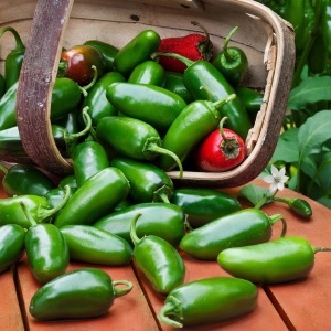Ardei iute Jalapeno (1 g) seminte soi mexican apreciat pentru echilibrul perfect intre aroma si iuteala medie, Opal