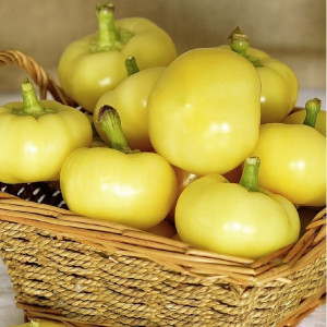 Ardei iute tip mar Roundel (0,2 g), seminte soi semitimpuriu, crestere nedeterminata, pulpa groasa, gust picant, Agrosem