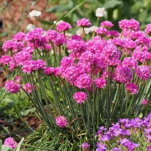 Armeria Morning Star (0,2 g) seminte Armeria maritima flori rotunde roz-violet intens, frunzis vesnic verde, Opal - Img 4