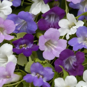 Asarina - Gura Leului cataratoare (0,03 g) seminte Asarina scandens urcatoare cu flori lungi violet, albastre, roz, albe, Legutko - Img 2