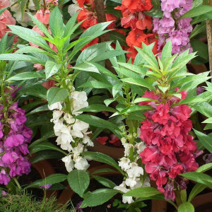 Balsamina mix (0,5 g), seminte plante decorative Impatiens balsamina, flori duble, albe, roz, rosii, violet, Agrosem