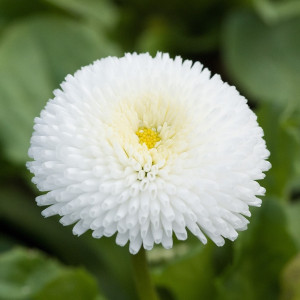 Banutei albi batuti (0,2 g), seminte Bellis perennis, flori albe duble, Kertimag
