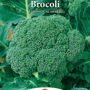 Broccoli Ramoso Calabrese (1 g), seminte soi semitimpuriu, capatani mari, gust deosebit, Prima Sementi - Img 2